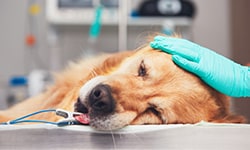 Animal Speciality Surgery