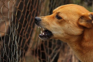 Angry Dog