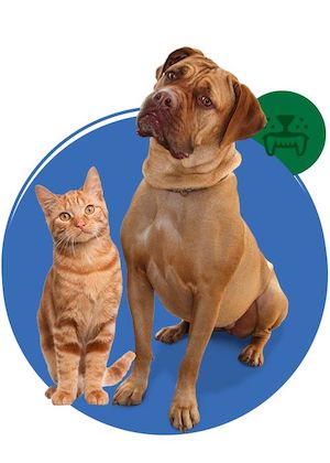 Cat and Dog
