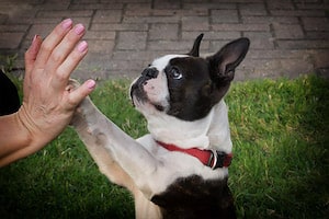 Dog Playing